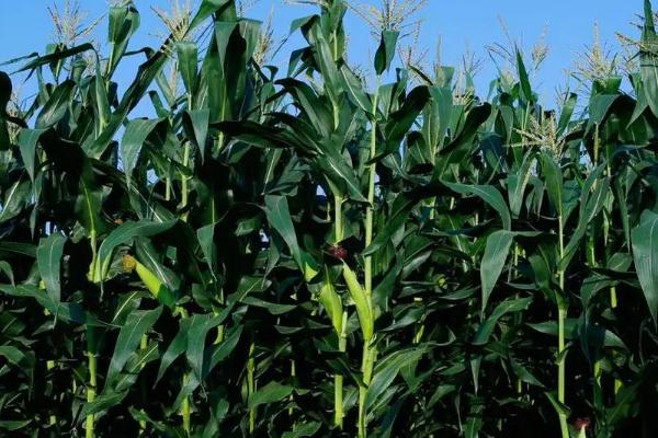 金园32玉米种简介,中等肥力以上地块栽培