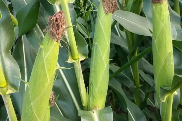 梨玉359玉米种子特点，中抗茎腐病