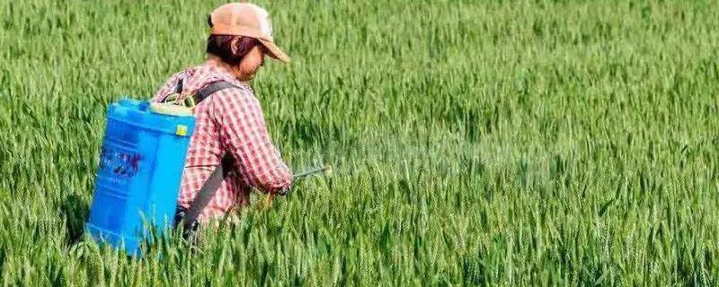 苏云金杆菌可以防治什么虫子