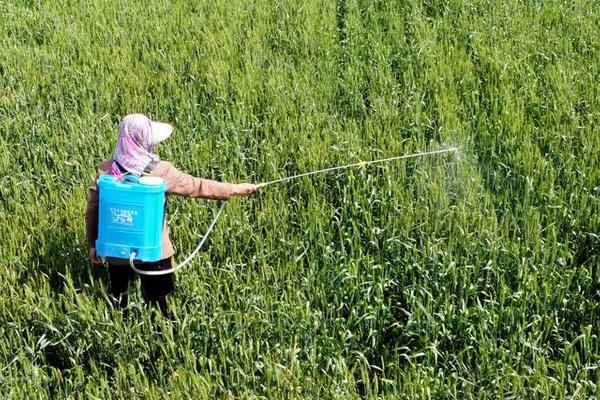 苏云金杆菌可以防治什么虫子,可有效防治菜青虫、小菜蛾、甜菜夜蛾等