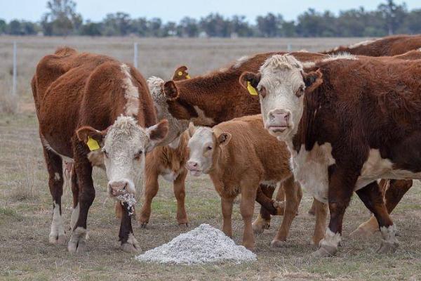繁殖母牛喂干料好还是湿料好，喂干料好一些