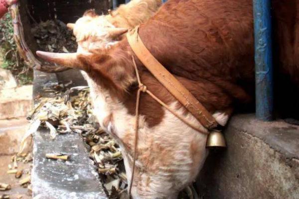 繁殖母牛喂干料好还是湿料好，喂干料好一些