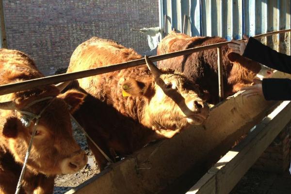 繁殖母牛喂干料好还是湿料好，喂干料好一些
