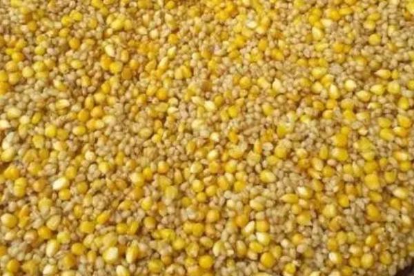 干玉米怎么做窝料，先将干玉米放置在清水中浸泡1-2天