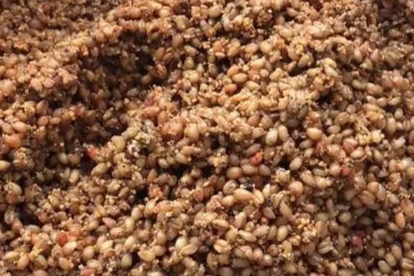 干玉米怎么做窝料，先将干玉米放置在清水中浸泡1-2天