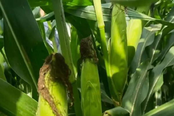 中良18玉米品种简介，种植密度不宜过大