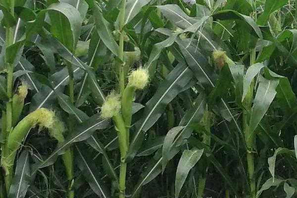 中良18玉米品种简介，种植密度不宜过大