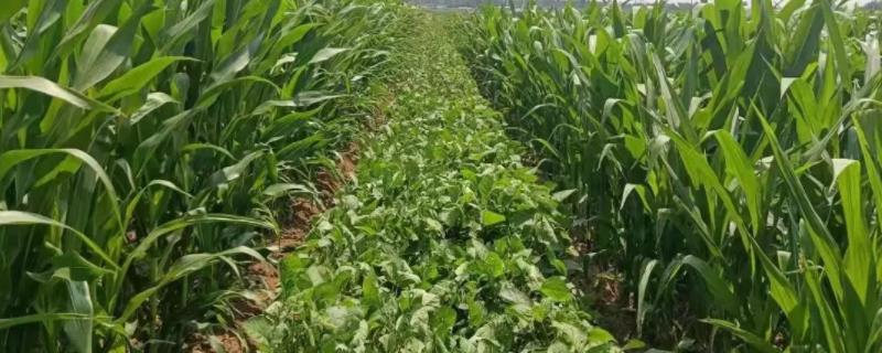 丰禾16玉米种子特征特性