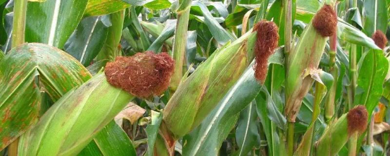 齐育307玉米种子特征特性