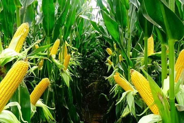 齐育307玉米种子特征特性，普通玉米品种