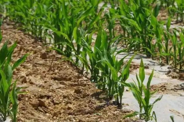 禾田53号玉米种子简介，该品种幼苗期第一叶鞘紫色