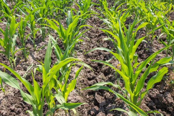 禾田53号玉米种子简介，该品种幼苗期第一叶鞘紫色