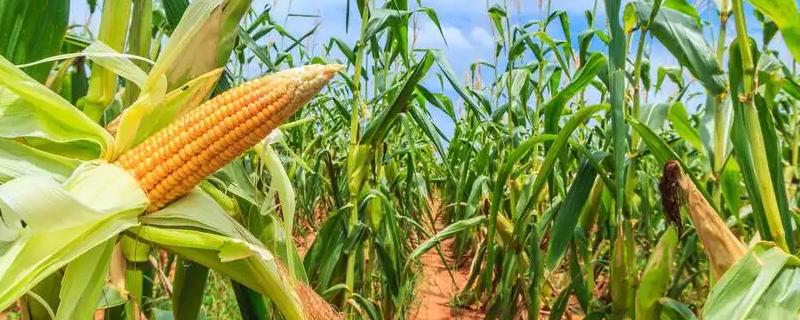 黑农玉2号玉米种子特点