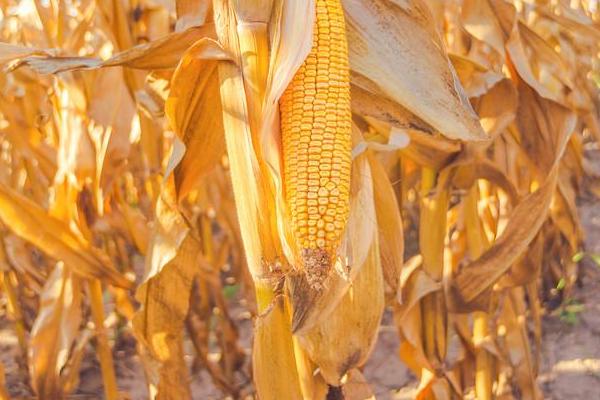 米糯870玉米品种的特性，该品种幼苗期第一叶鞘浅绿色