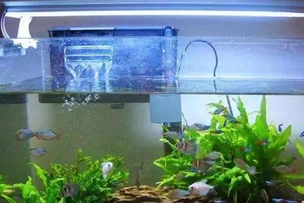 鱼缸养鱼是否要开灯，开灯可以帮助鱼儿发色、增加观赏性