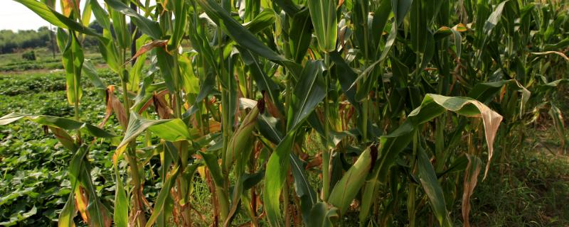 中单159玉米种子特征特性