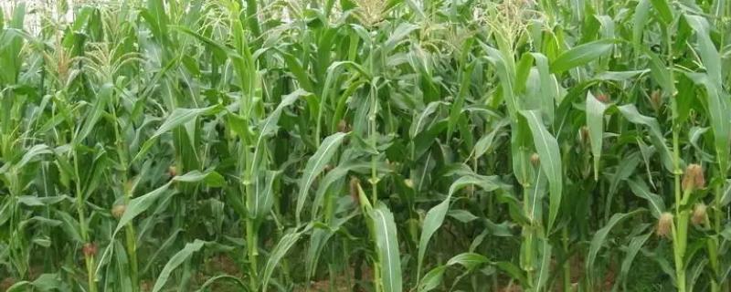 鑫天农568玉米种子特征特性