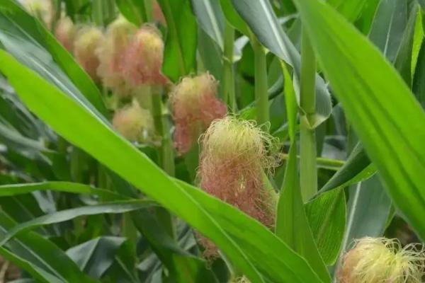 鑫天农568玉米种子特征特性，普通玉米品种