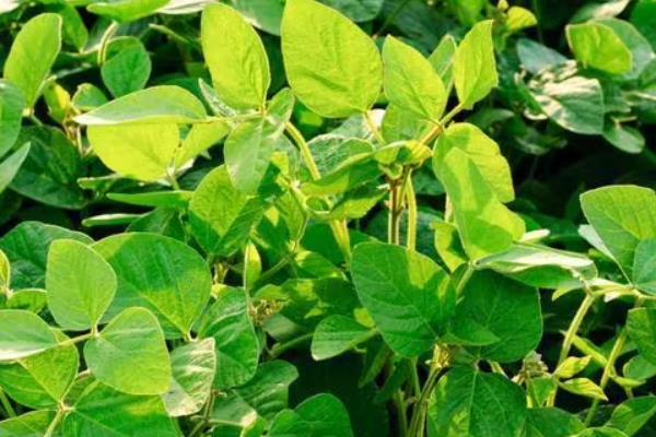 浙鲜27大豆种子特征特性，该品种亚有限结荚习性