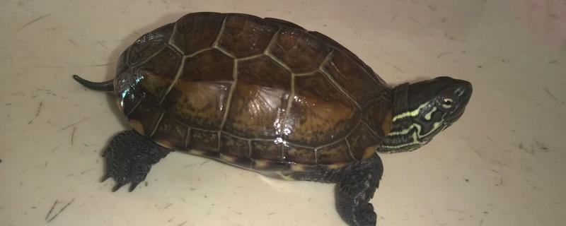 草龟长大1厘米需要多久