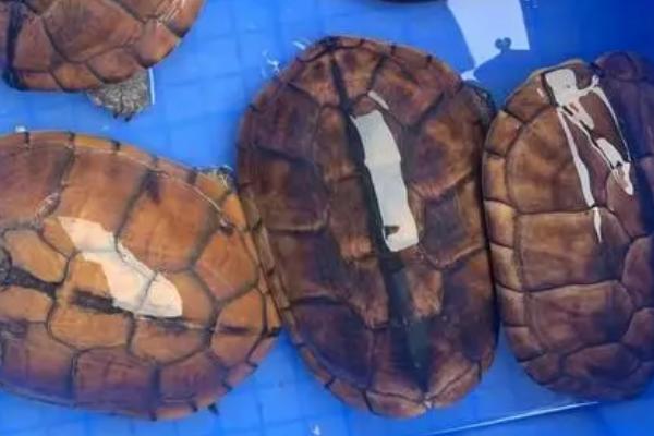 草龟长大1厘米需要多久，所需时间通常为6-12个月