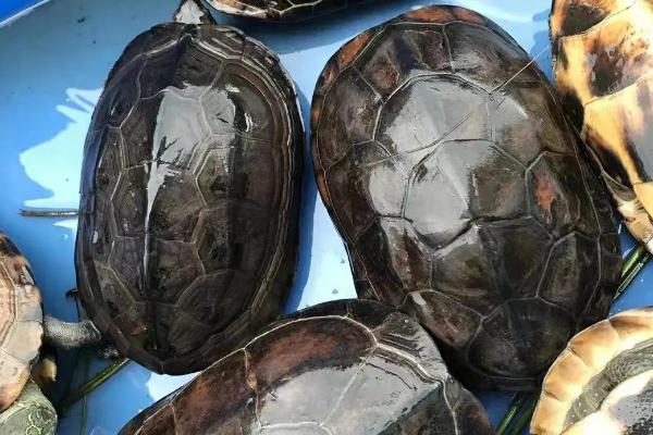草龟长大1厘米需要多久，所需时间通常为6-12个月