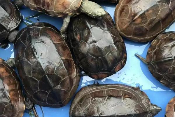 草龟长大1厘米需要多久，所需时间通常为6-12个月