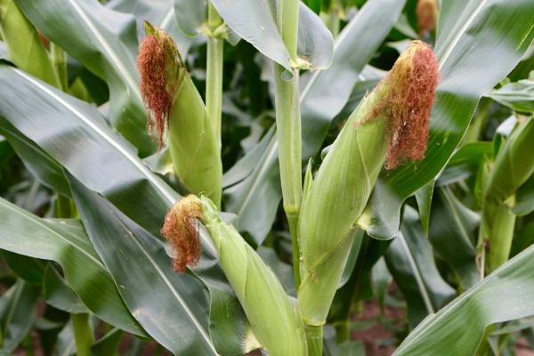 润民618玉米品种的特性，中等肥力以上地块栽培