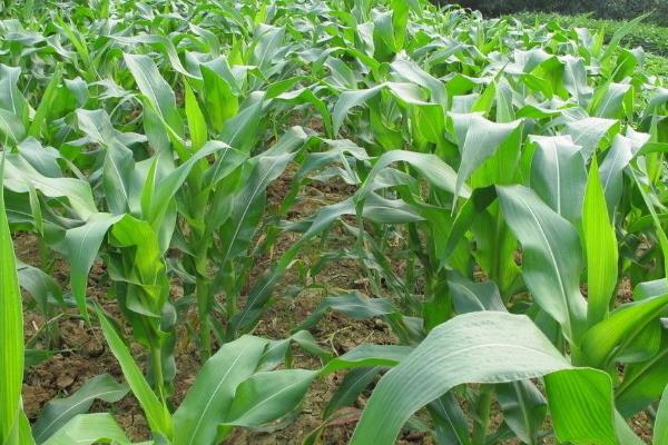 天龙华玉728玉米品种简介,中抗大斑病