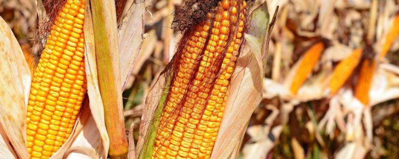 路育711玉米种子简介