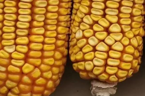军锋69玉米品种简介，中等肥力以上地块栽培
