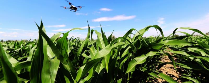 凤玉糯1号玉米品种的特性