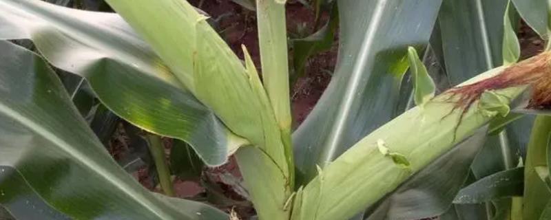 亨达908玉米种子特点