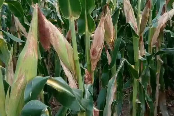 禾育202玉米种子特点,4月下旬至5月上旬播种