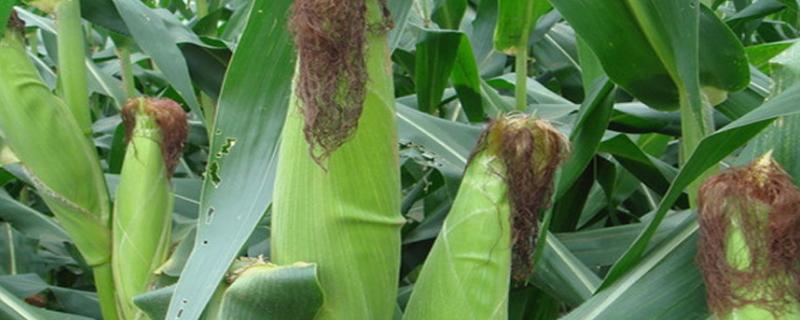 美育609玉米种子特点