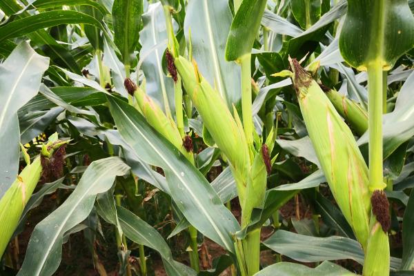 美育609玉米种子特点，中抗茎腐病