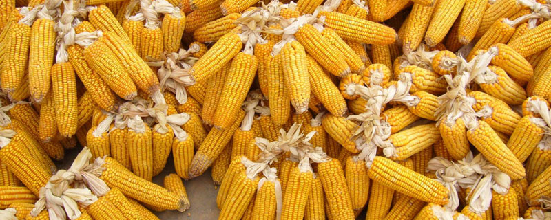 鸿旭1055玉米品种的特性