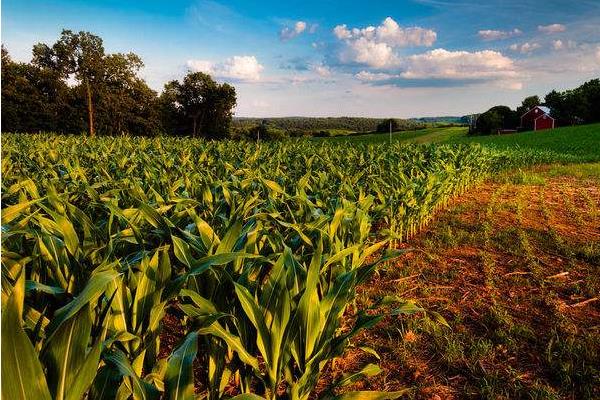 鸿旭1055玉米品种的特性，中等肥力以上地块栽培