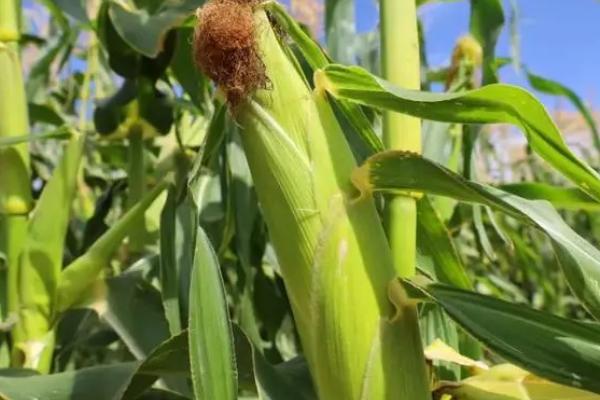 先行1658玉米种简介，夏播生育期108天
