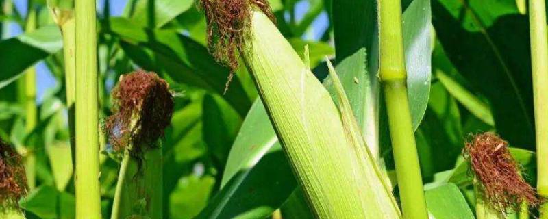 东利718玉米种子特点