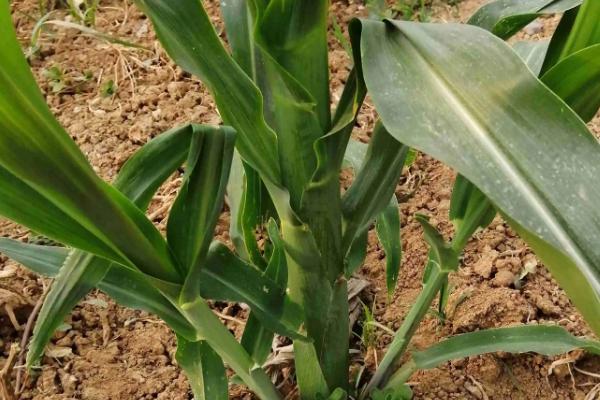 东利718玉米种子特点，该品种幼苗期第一叶鞘紫色