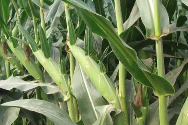 东利718玉米种子特点，该品种幼苗期第一叶鞘紫色