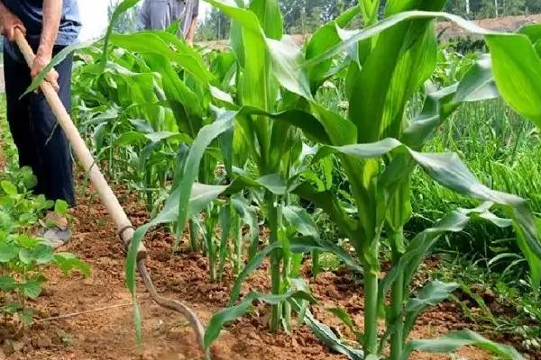 中龙玉569玉米品种简介,普通玉米品种