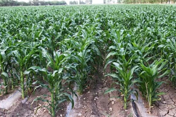 中龙玉569玉米品种简介,普通玉米品种