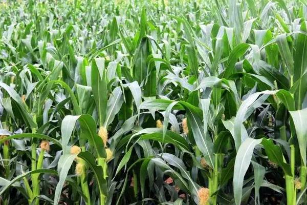 华龙14号玉米种子介绍,该品种幼苗期第一叶鞘紫色