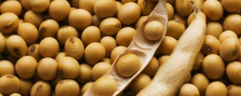 玉米茬种植大豆如何施肥