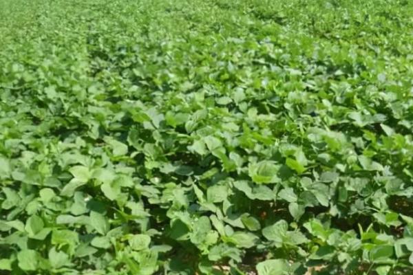 玉米茬种植大豆如何施肥，要科学施用有机肥