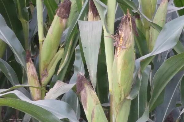 FJ655玉米种子介绍,中抗丝黑穗病