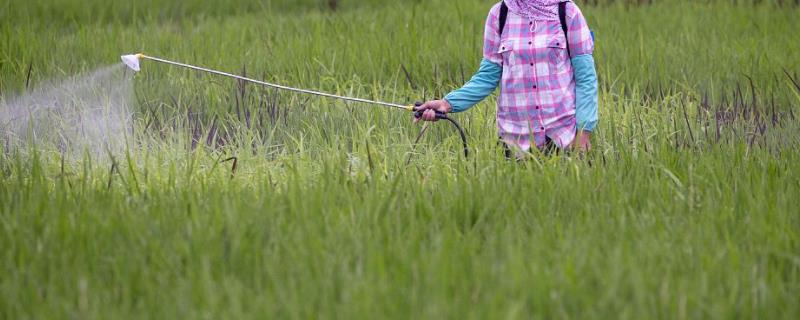 呋喃丹如何根施