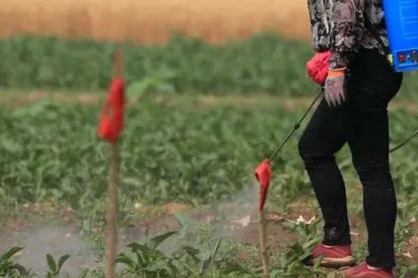 呋喃丹如何根施，可撒在地面然后翻入土中